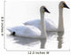 Swans Bathed In Light Swimming Together, Yukon Wall Mural