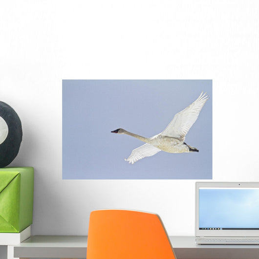 Swan In Flight, Yukon Wall Mural
