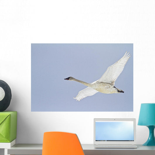 Swan In Flight, Yukon Wall Mural