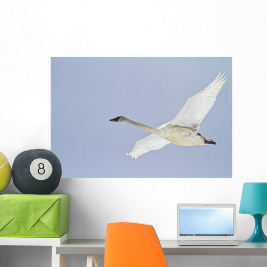Swan In Flight, Yukon Wall Mural