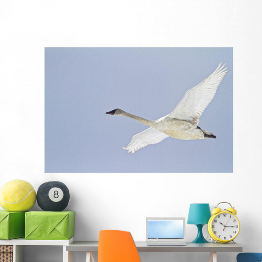 Swan In Flight, Yukon Wall Mural
