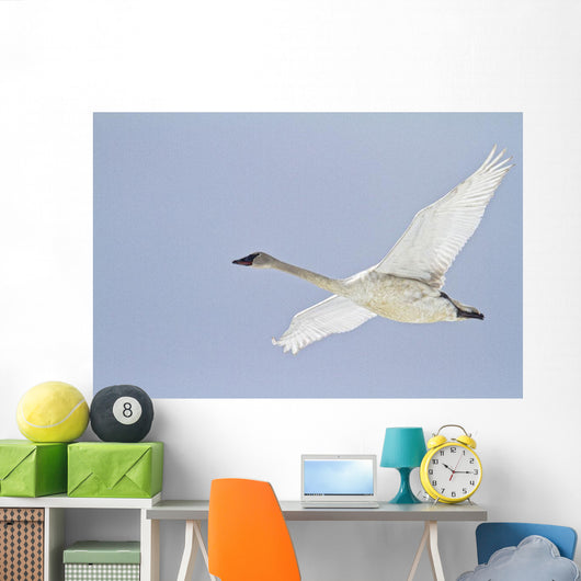 Swan In Flight, Yukon Wall Mural