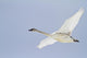 Swan In Flight, Yukon Wall Mural