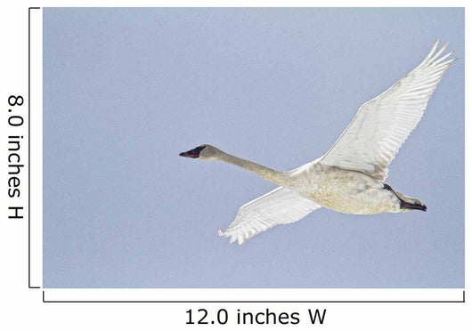Swan In Flight, Yukon Wall Mural