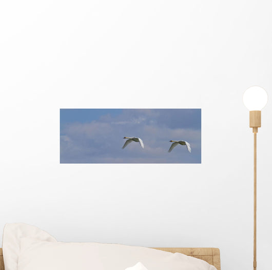 Swans In Flight, Yukon Wall Mural