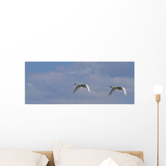 Swans In Flight, Yukon Wall Mural
