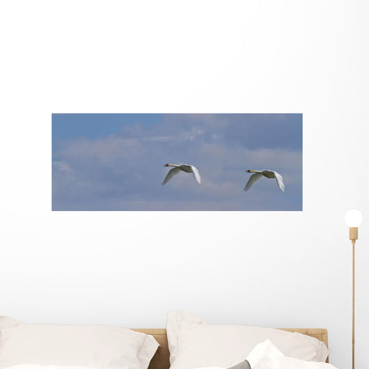 Swans In Flight, Yukon Wall Mural