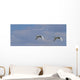 Swans In Flight, Yukon Wall Mural