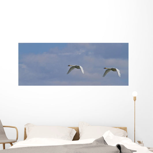 Swans In Flight, Yukon Wall Mural