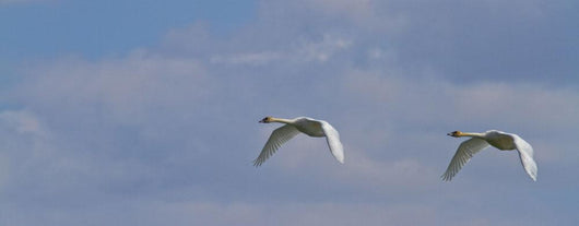 Swans In Flight, Yukon Wall Mural