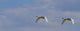 Swans In Flight, Yukon Wall Mural