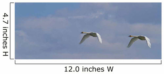 Swans In Flight, Yukon Wall Mural