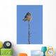 Northern Boreal Owl Wall Mural