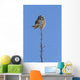 Northern Boreal Owl Wall Mural