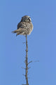 Northern Boreal Owl Wall Mural