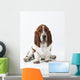 Studio Shot Of A Basset Hound Sitting On White Background Wall Mural