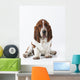 Studio Shot Of A Basset Hound Sitting On White Background Wall Mural