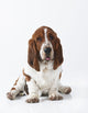 Studio Shot Of A Basset Hound Sitting On White Background Wall Mural