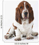 Studio Shot Of A Basset Hound Sitting On White Background Wall Mural