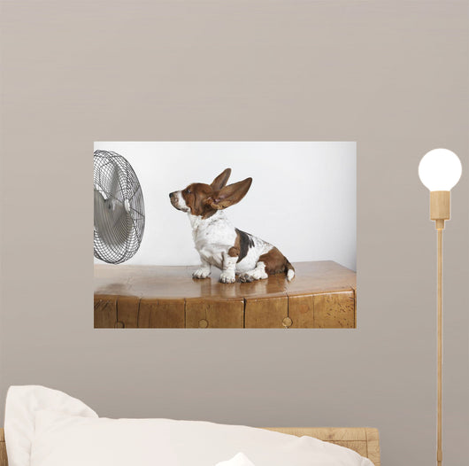 Studio Shot Of A Basset Hound With Fan Blowing It's Ears Up Wall Mural