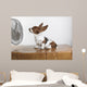 Studio Shot Of A Basset Hound With Fan Blowing It's Ears Up Wall Mural