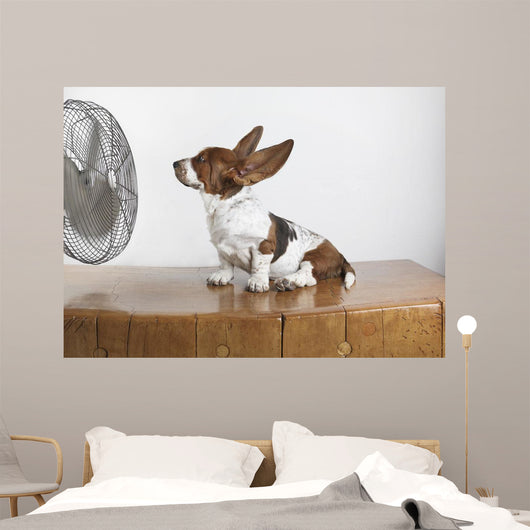Studio Shot Of A Basset Hound With Fan Blowing It's Ears Up Wall Mural