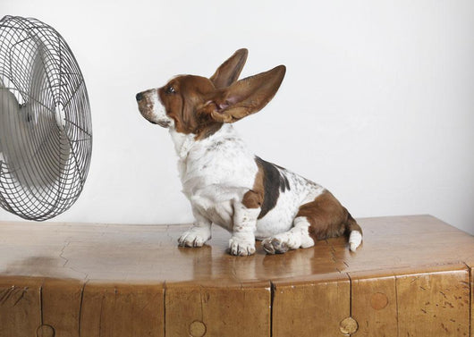Studio Shot Of A Basset Hound With Fan Blowing It's Ears Up Wall Mural