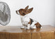 Studio Shot Of A Basset Hound With Fan Blowing It's Ears Up Wall Mural