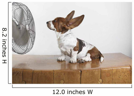 Studio Shot Of A Basset Hound With Fan Blowing It's Ears Up Wall Mural