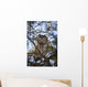 Saw Whet Owl Wall Mural