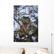 Saw Whet Owl Wall Mural