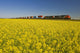 Rail Cars Carrying Containers Passe A Canola Field Wall Mural