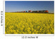 Rail Cars Carrying Containers Passe A Canola Field Wall Mural