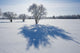 Field With Frost Covered Trees Wall Mural