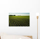 Early Growth Soybean Field Near Lorette, Manitoba, Canada Wall Mural