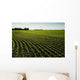 Early Growth Soybean Field Near Lorette, Manitoba, Canada Wall Mural