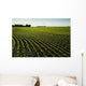 Early Growth Soybean Field Near Lorette, Manitoba, Canada Wall Mural