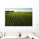 Early Growth Soybean Field Near Lorette, Manitoba, Canada Wall Mural