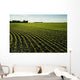 Early Growth Soybean Field Near Lorette, Manitoba, Canada Wall Mural