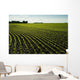 Early Growth Soybean Field Near Lorette, Manitoba, Canada Wall Mural