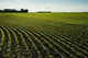 Early Growth Soybean Field Near Lorette, Manitoba, Canada Wall Mural