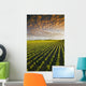 Early Growth Soybean Field Near Lorette, Manitoba, Canada Wall Mural