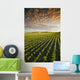 Early Growth Soybean Field Near Lorette, Manitoba, Canada Wall Mural