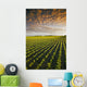 Early Growth Soybean Field Near Lorette, Manitoba, Canada Wall Mural