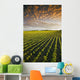 Early Growth Soybean Field Near Lorette, Manitoba, Canada Wall Mural