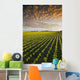 Early Growth Soybean Field Near Lorette, Manitoba, Canada Wall Mural
