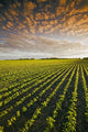 Early Growth Soybean Field Near Lorette, Manitoba, Canada Wall Mural