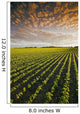 Early Growth Soybean Field Near Lorette, Manitoba, Canada Wall Mural