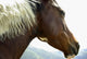 Close-Up Of Brown Pinto Pony With White And Black Mane Wall Mural