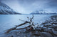 Log Along The Shores Of Kathleen Lake, Kluane National Park, Yukon Wall Mural